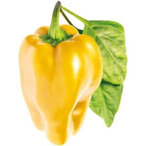 Click and Grow sladká žltá paprika kapsule so semienkami a substrátom 3ks