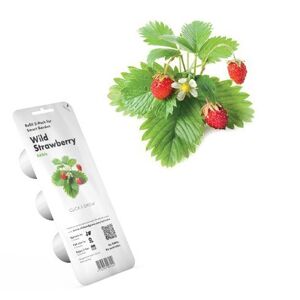 Click and Grow lesné jahody PCW-011